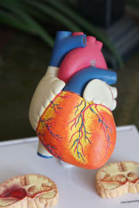 Heart Care Cardiovascular Disease